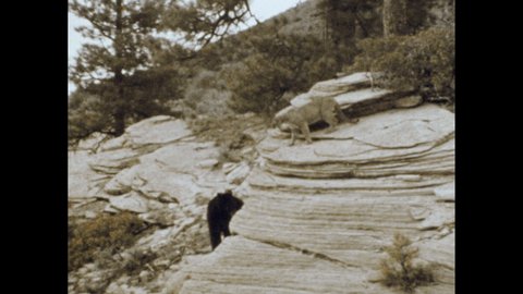 1960s: Bear walks along rocks. Bear and cougar meet, bear backs away, bear and cougar confront each other. Cougar runs up tree, other watches. Cougar in tree.