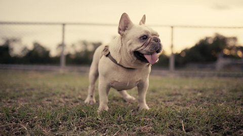A French bulldog stands relaxed in the grass at sunset.