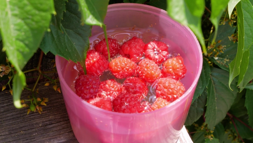 Raspberry tea with fresh berries in pink cup on balcony sunny day. Berries healthy summer herbal drink mug. Fruits natural vitamin vegan diet vitamin breakfast.Gardening local food backyard growing 4K