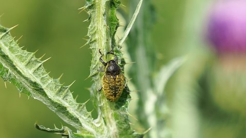 Weevil beetle feeding on scotch thistle plant, Anthonomus sp