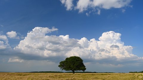tree in the middle of green field in spring time . Blue sky with moving white clouds in background. Time lapse video.
