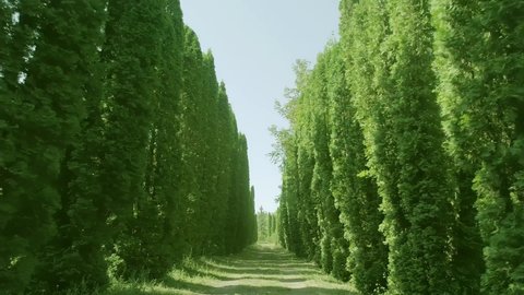 Camera moves through the Row of many dense, high trees . Forest or  garden landscape . Beautiful nature, birches or pines . Sidewalk or footpath road . Slow motion . Drone  