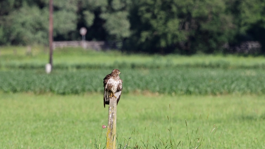 Common buzzard (Buteo buteo) bird of prey in the morning at his lookout point.