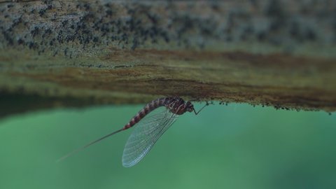 mayfly Ephemera vulgata sitting on the down side of tree branch