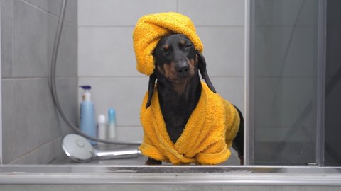 Cute dachshund puppy in yellow bathrobe and with towel wrapped around its head like a turban stands in shower and patiently waits for owner to pick it up after bathing. Daily hygienic procedures.