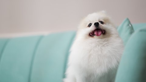 cute white hair puppy Pomeranian sit relax on sofa couch in living room at home