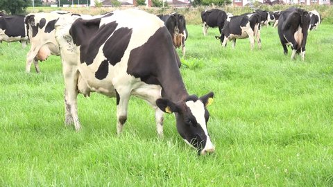 Friesian cows grazing in a meadow in Ireland.
