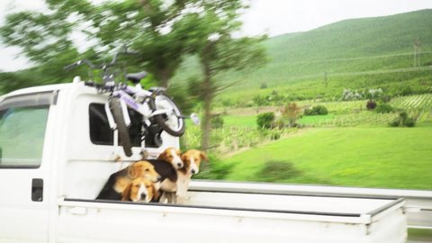 Tbilisi, Georgia, May, 22, 2021. A man with hunting dogs, pointers, is driving a car. Fun on the road