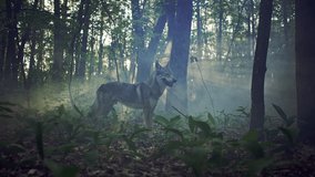 Slow motion video of a wolf running through a mystical magical forest. Wild animal hunter in nature.