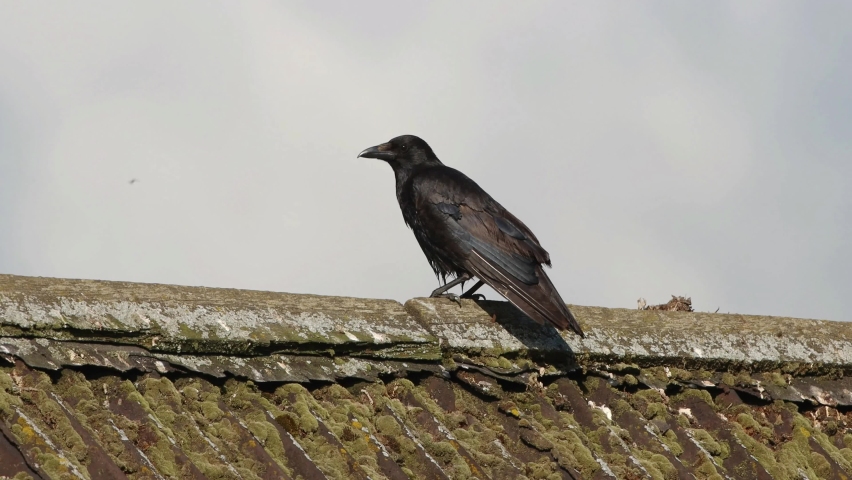 The carrion crow (Corvus corone)