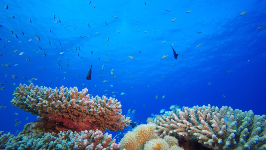 Tropical Fish Coral Reef and A Diver. Underwater tropical colourful soft-hard corals seascape. Underwater fish reef marine. Tropical colourful underwater seascape.  | Shutterstock HD Video #1074917390