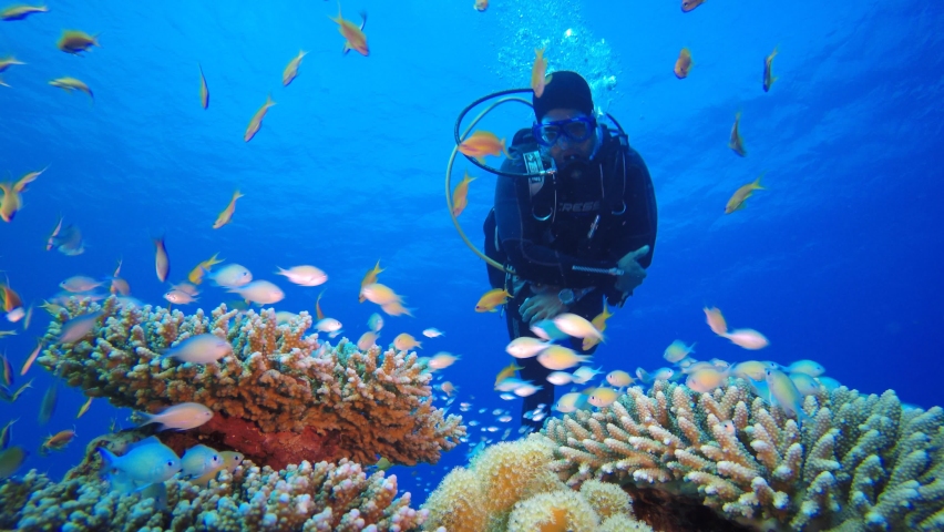 Tropical Fish Coral Reef and A Diver. Underwater tropical colourful soft-hard corals seascape. Underwater fish reef marine. Tropical colourful underwater seascape.  | Shutterstock HD Video #1074917390