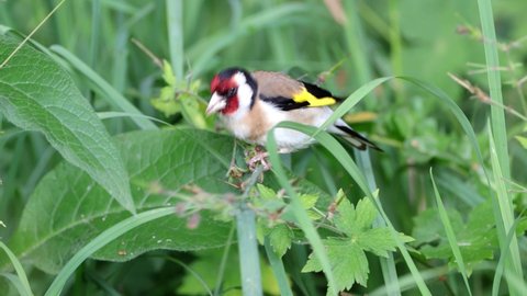 European goldfinch or simply the goldfinch, a small passerine bird in the finch family.
