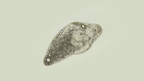 Turbellaria flatworm under the microscope, Platyhelminthes Phylum, Order Rhabdocoela. Found in freshwater, some species are carnivores while others feed on algae