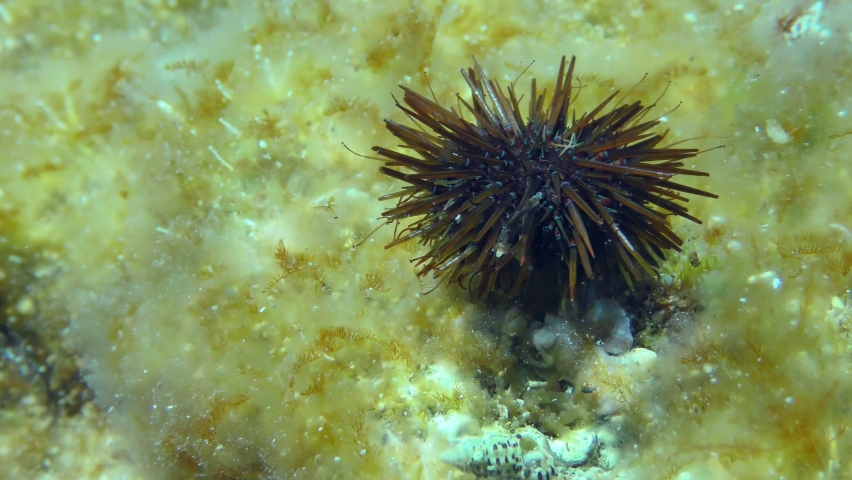 Purple Sea Urchin (Paracentrotus lividus) crawls along the bottom overgrown with brown algae. Mediterranean, Greece.