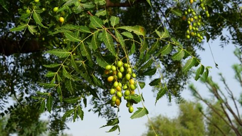 Neem or Azadirachta seeds hanging on tree, commonly known as neem, neem tree or Indian lilac.