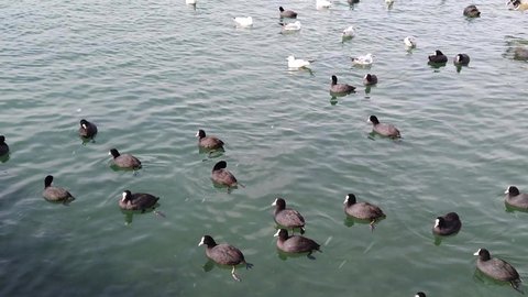 Cloudy winter day. Pier, marina, bay. Fishing boats. Snowing. Blue sea. Many black ducks, cormorants, seagulls swim on surface of water.