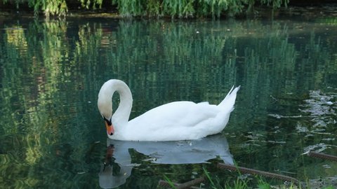 Beautiful White Swan Drinking Water from a Lake in a Park in Summer Day. Animals, Birds and Wild Nature Concept