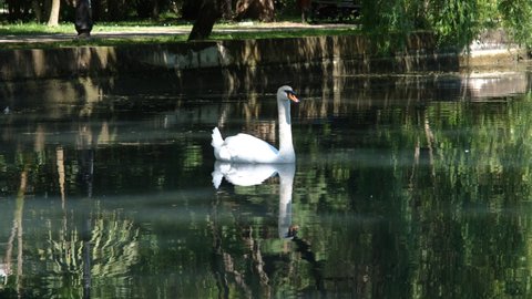 Beautiful White Swan Swimming in a Pond in Warm Summer Day. Animals, Birds and Wild Nature Concept