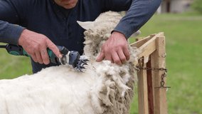 Man is cutting soft wool from sheep. Farmer is shearing sheep by a professional electric machine for production of fleece wool outdoors.