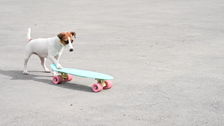 Jack russell terrier dog rides a penny board outdoors | Shutterstock HD Video #1074933488