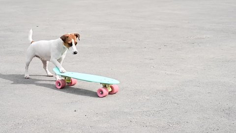 Jack russell terrier dog rides a penny board outdoors