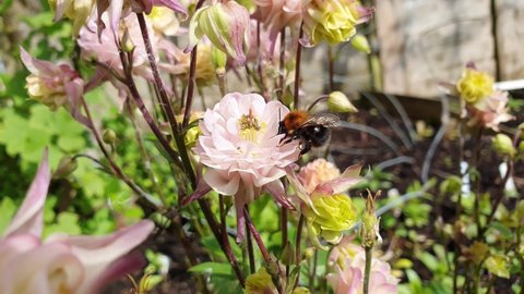Tree bumblebee (Bombus hypnorum) on a pink aquilegia Columbine flower plant which is a flying bee insect with brown ginger hair on its thorax and a black abdomen with a white tail, video footage