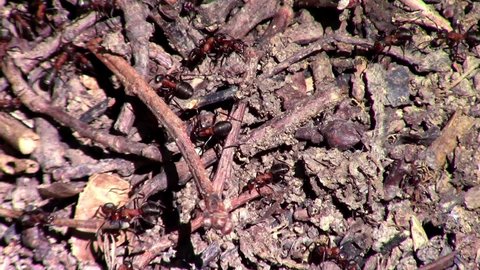 Close up of red wood ants building a anthill with small twigs and dirt, also called Formica rufa