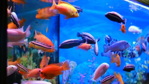 水槽 熱帯魚 の動画素材 4k Hd動画クリップ Shutterstock 水槽 熱帯魚 の動画素材 4k Hd動画クリップ Shutterstock