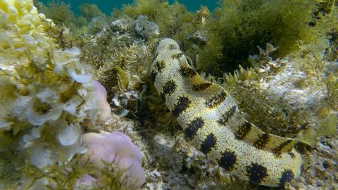 Moray eel floats over a coral reef covered with algae. Snowflake moray or Starry moray ell (Echidna nebulosa) 
