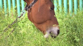 Beautiful brown domestic horse eating grass at the end of the day. European equine feeding on the grass in the countryside. Domestic animals concept.