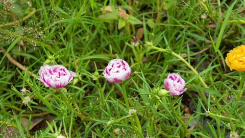 Portulaca Oleracea Stock Video Footage 4k And Hd Video Clips Shutterstock