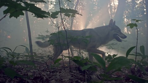 The wolf walks through a mystical forest with the sun's rays in the wild. Slow-motion video of animals (dogs of the Czechoslovak wolf breed) life in the forest.