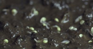 Growing healthy food in the garden. Time-lapse video of sprouting a plant from the ground in nature.