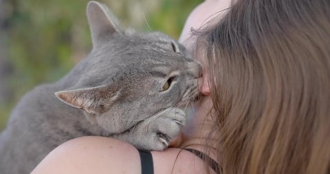 A woman or girl has her cat on her shoulders, and the feline licks her ear lovingly. Concept of love for animals, pampering, tenderness, affection, cuddling, animal respect