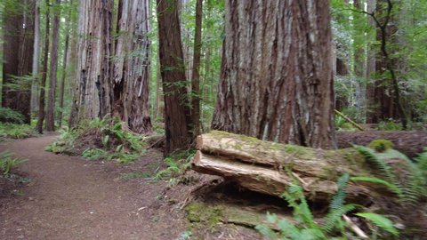 A scenic trail meanders through old-growth Coast Redwood trees, Sequoia sempervirens, growing in the moist climate of Humboldt Redwoods State Park, Northern California. 
