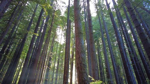 Bright light shines through Coastal Redwood trees, Sequoia sempervirens. These huge trees thrive in the moist climate of Humboldt Redwoods State Park, Northern California. 