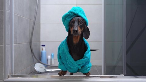 Funny dachshund dog in blue bathrobe and with towel wrapped around its head like a turban stands in the shower after bathing, and barks to call owner to help. Daily hygienic procedures.