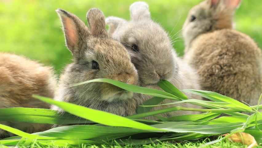 Group of healthy lovely baby bunny easter rabbits on nature background. Cute fluffy rabbits sniffing, looking around, Lovely mammal with beautiful bright eyes in nature life. Symbol of easter day. Royalty-Free Stock Footage #1074944723