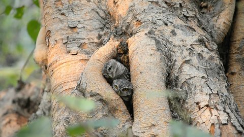 Two baby owls nest in a tree hole