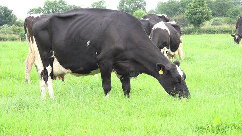 Friesian cows grazing in a meadow in Ireland.