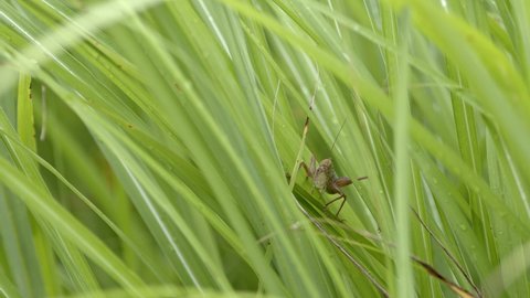 Japanese katydid walking through long, lush green grass.