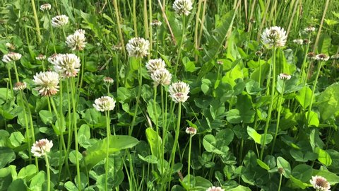 green clover leaves and white clover flowers swaying in the wind
