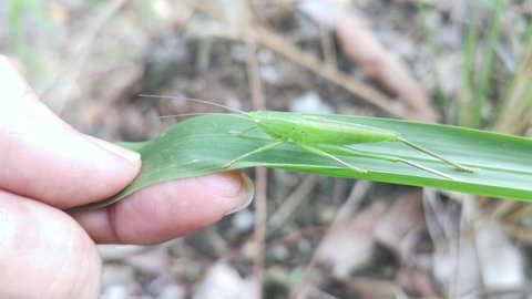 the green katydid nymph hiding on the blady grass