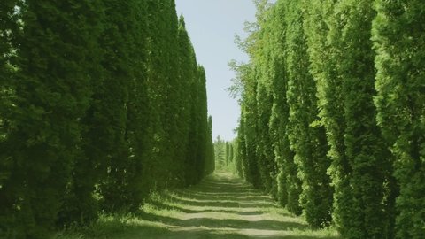 Camera moves through the Row of many dense, high trees . Forest or  garden landscape . Beautiful nature , sunlight , many cedars , birches or pines . Sidewalk or footpath road . Slow motion . Drone  