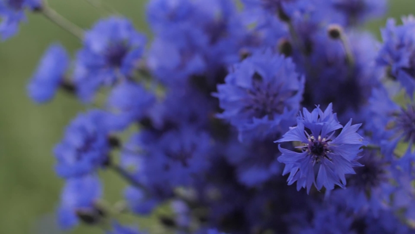 A bouquet of blue cornflowers sways in my hand. Royalty-Free Stock Footage #1074959237