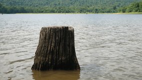 Tree stump in the river. Shallow water rising. Ambient river, nature background, video