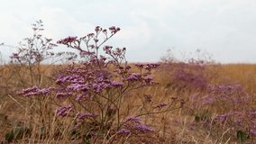 Limonium vulgare or Common Sea Lavender, Marsh Rosemary waving in wind in dry autumn field close-up sunny Ukraine in slow-motion