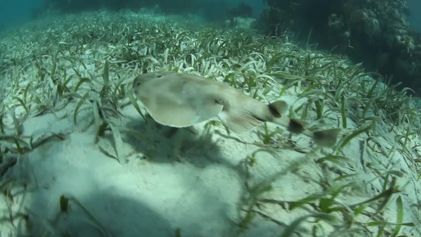A Lesser electric ray (Narcine bancroftii) is found on a sand and seagrass seafloor in Turneffe Atoll, Belize. This species can generate a strong electric discharge used for defense or to stun prey.