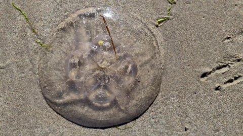 Jellyfish lying on beach in County Donegal - Ireland